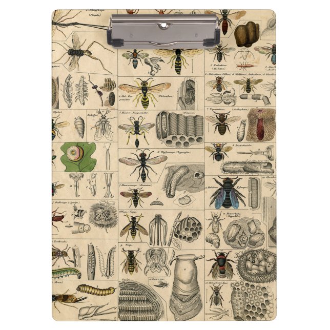 Antique Entomology Bees Wasps Natural History Clipboard (Front)