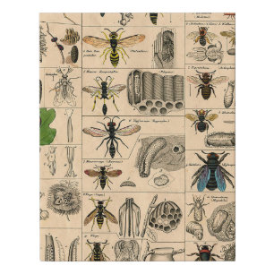 Antique Entomology Bees Wasps Natural History Faux Canvas Print