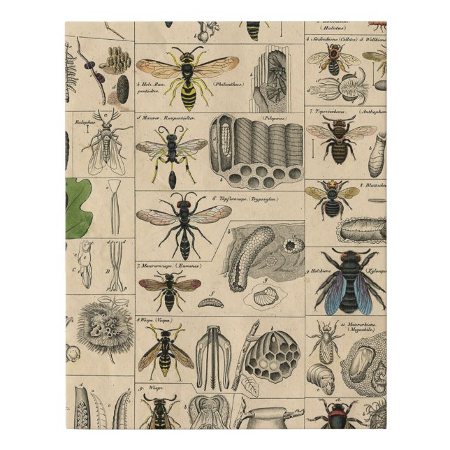 Antique Entomology Bees Wasps Natural History Faux Canvas Print (Front)