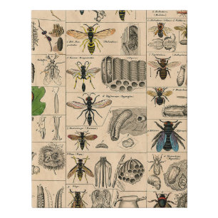 Antique Entomology Bees Wasps Natural History Faux Canvas Print