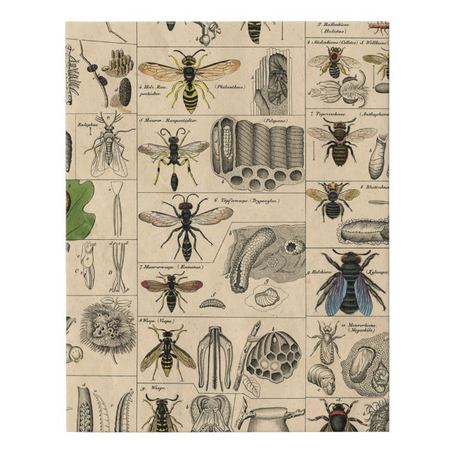 Antique Entomology Bees Wasps Natural History Faux Canvas Print (Front)