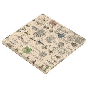 Antique Entomology Bees Wasps Natural History Gallery Wrap