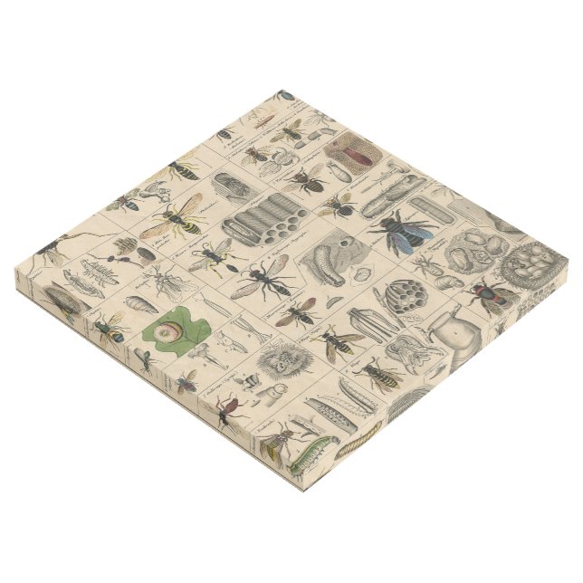 Antique Entomology Bees Wasps Natural History Gallery Wrap (3/4)