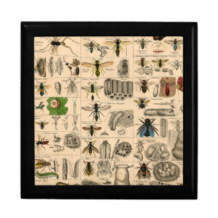 Antique Entomology Bees Wasps Natural History Gift Box