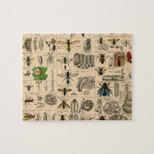Antique Entomology Bees Wasps Natural History Jigsaw Puzzle