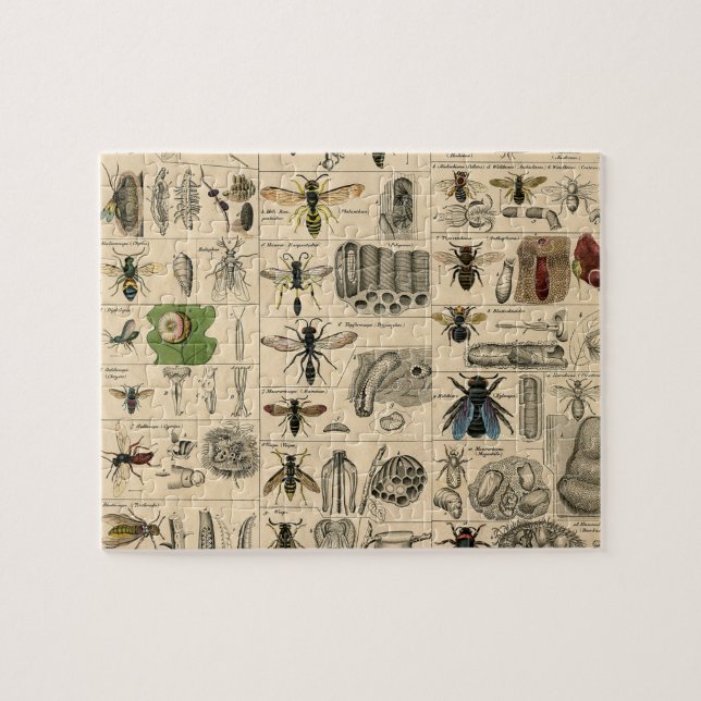 Antique Entomology Bees Wasps Natural History Jigsaw Puzzle (Horizontal)