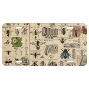 Antique Entomology Bees Wasps Natural History License Plate