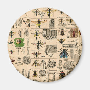 Antique Entomology Bees Wasps Natural History Magnet