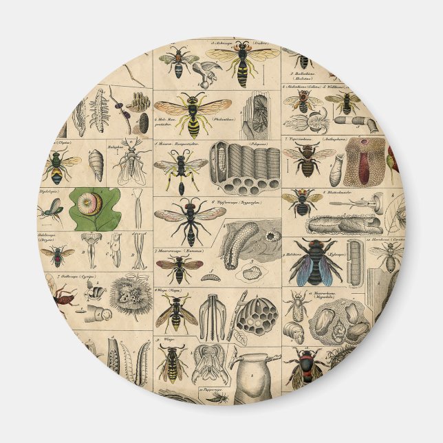 Antique Entomology Bees Wasps Natural History Magnet (Front)