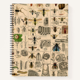 Antique Entomology Bees Wasps Natural History Notebook
