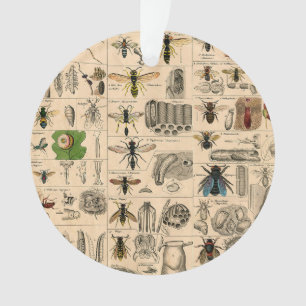 Antique Entomology Bees Wasps Natural History Ornament