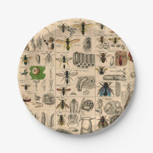 Antique Entomology Bees Wasps Natural History Paper Plates