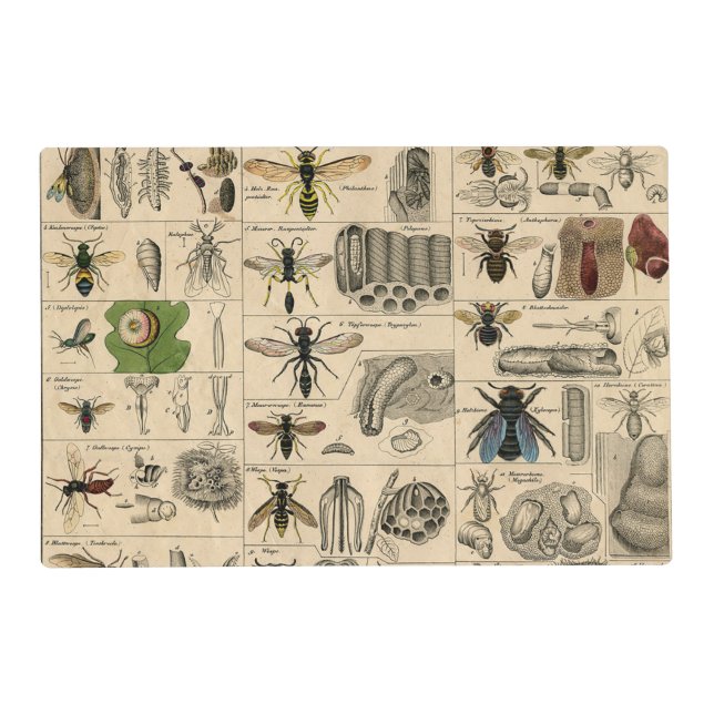 Antique Entomology Bees Wasps Natural History Placemat (Front)