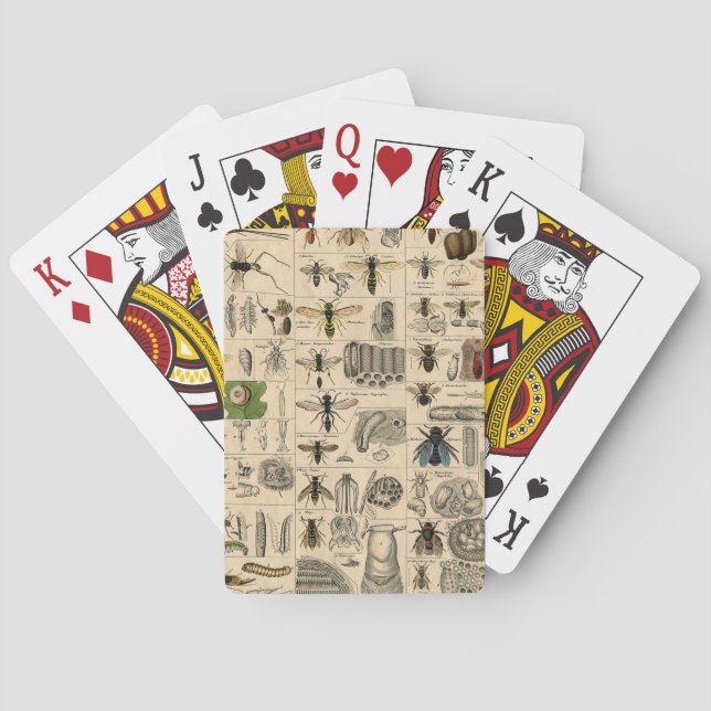 Antique Entomology Bees Wasps Natural History Poker Cards (Back)