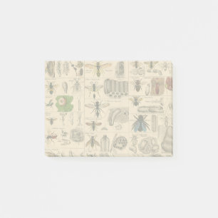 Antique Entomology Bees Wasps Natural History Post-it Notes