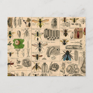 Antique Entomology Bees Wasps Natural History Postcard