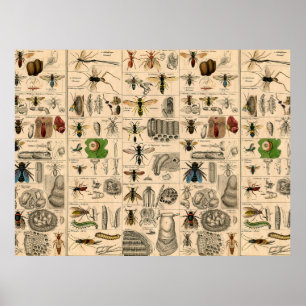 Antique Entomology Bees Wasps Natural History Poster