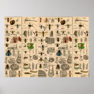 Antique Entomology Bees Wasps Natural History Poster