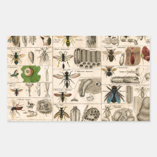 Antique Entomology Bees Wasps Natural History Rectangular Sticker
