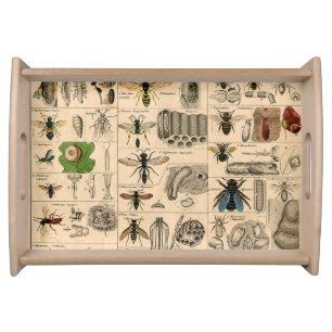 Antique Entomology Bees Wasps Natural History Serving Tray