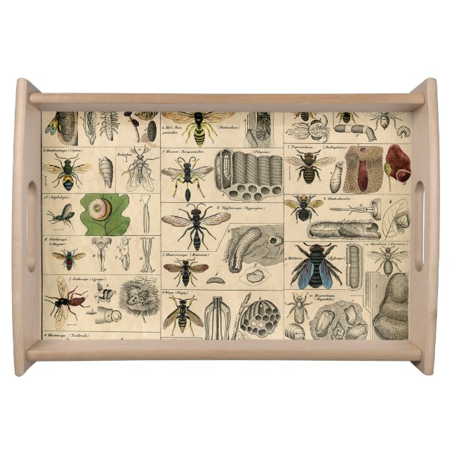 Antique Entomology Bees Wasps Natural History Serving Tray (Front)