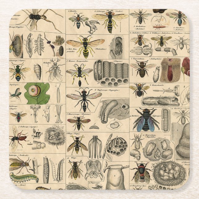 Antique Entomology Bees Wasps Natural History Square Paper Coaster (Front)