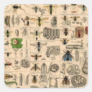 Antique Entomology Bees Wasps Natural History Square Sticker