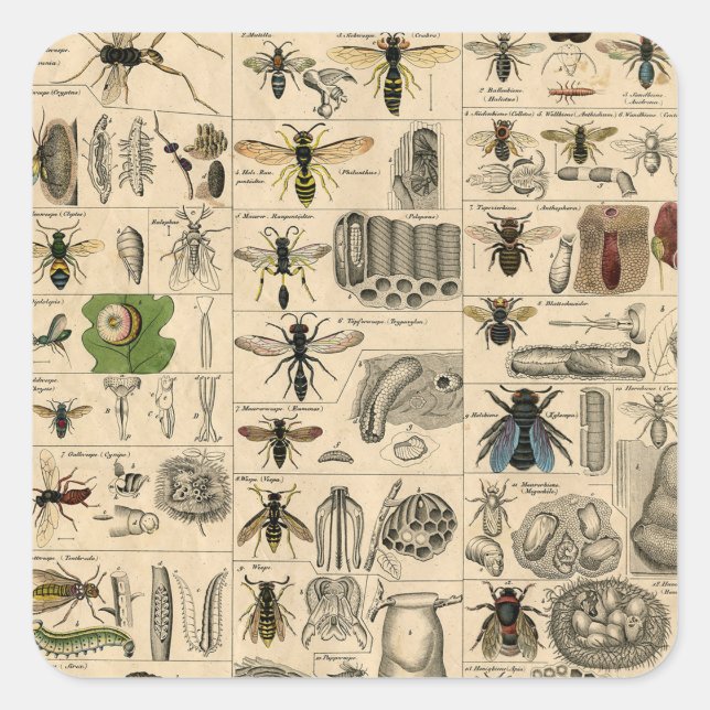 Antique Entomology Bees Wasps Natural History Square Sticker (Front)