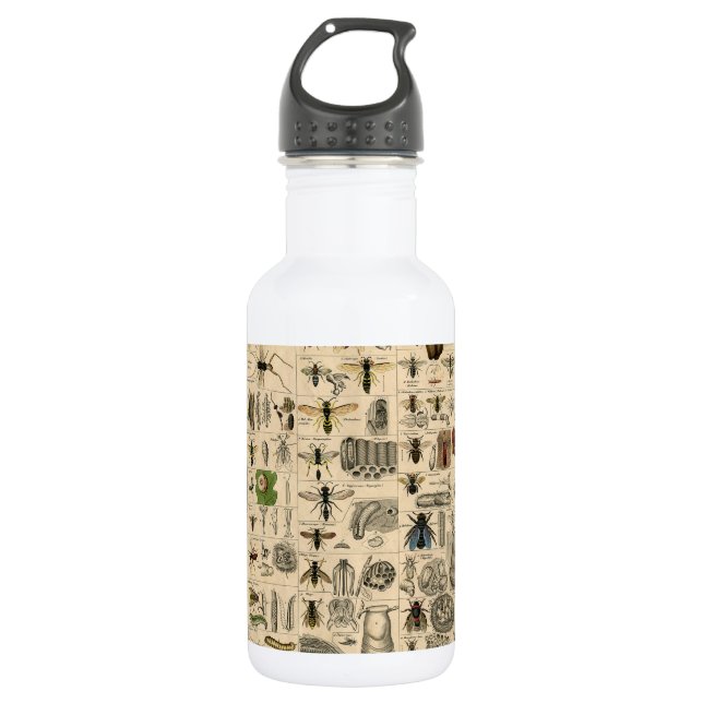 Antique Entomology Bees Wasps Natural History Stainless Steel Water Bottle (Front)