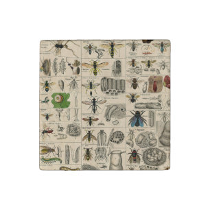 Antique Entomology Bees Wasps Natural History Stone Magnet