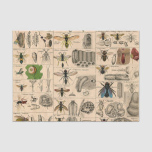 Antique Entomology Bees Wasps Natural History Tissue Paper