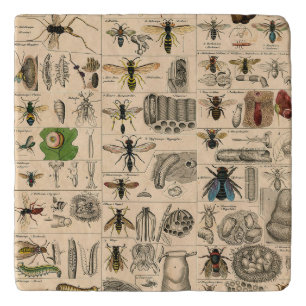 Antique Entomology Bees Wasps Natural History Trivet
