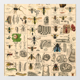 Antique Entomology Bees Wasps Natural History Window Cling