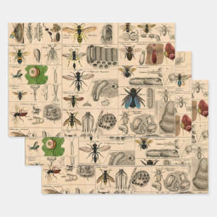 Antique Entomology Bees Wasps Natural History Wrapping Paper Sheets