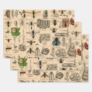Antique Entomology Bees Wasps Natural History Wrapping Paper Sheets