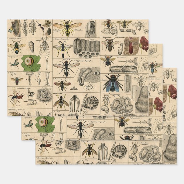 Antique Entomology Bees Wasps Natural History Wrapping Paper Sheets