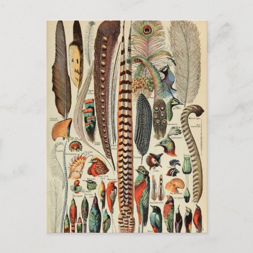 Antique Feather Bird Animal Wild Art  Postcard