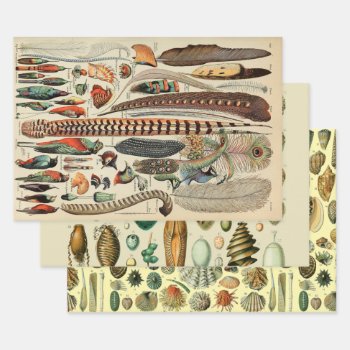 Antique Feather Bird Animal Wild Art Wrapping Paper Sheets by antiqueart at Zazzle