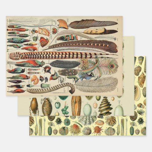 Antique Feather Bird Animal Wild Art Wrapping Paper Sheets