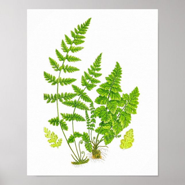 Antique Fern Print #11 Green Nature Botanical Art (Front)