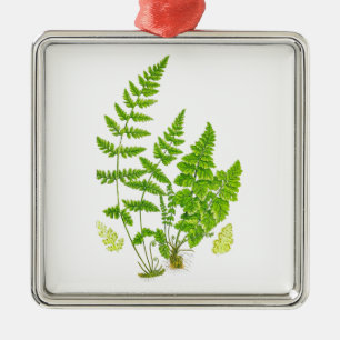 Antique Fern Print #11 Green Nature Botanical Art Metal Ornament