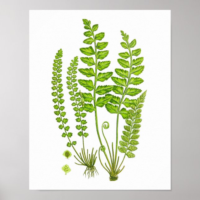 Antique Fern Print #12 Green Nature Botanical Art (Front)