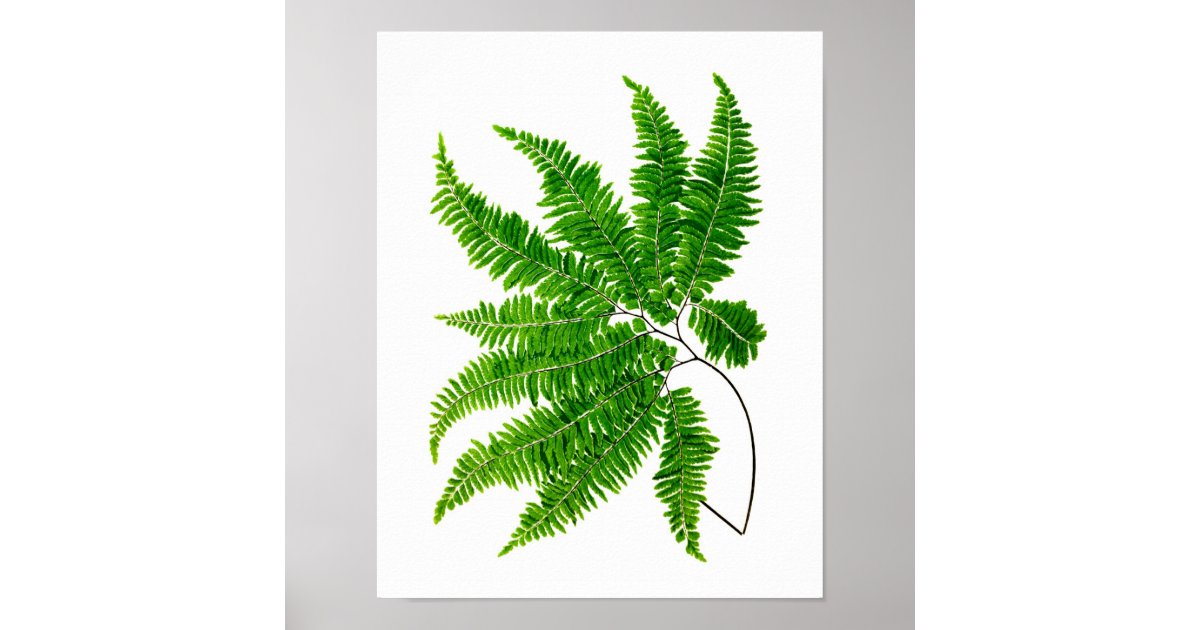Green Fern Nature Girl Print Poster