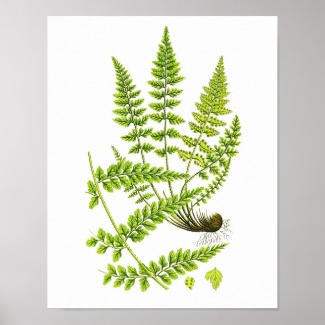 Antique Fern Print No.6 Green Nature Botanical Art (Front)