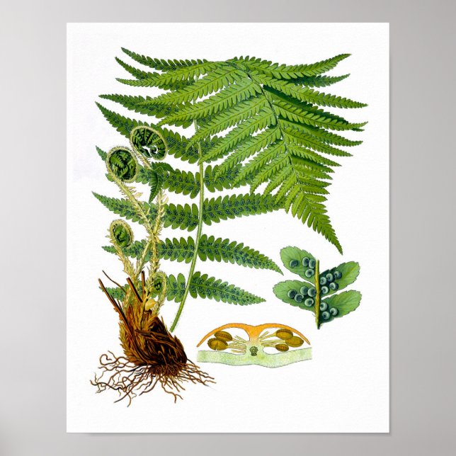 Antique Fern Print No.8 Green Nature Botanical Art (Front)