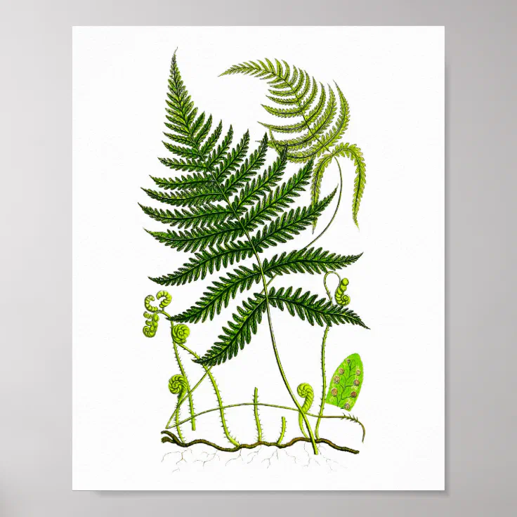 Antique Fern Print No.9 Green Nature Botanical Art | Zazzle