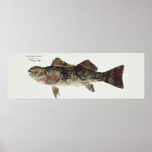 Antique fish aplodactylus arctidens marblefish poster
