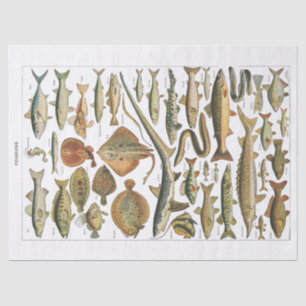 Antique fish chart crafter's tissue paper