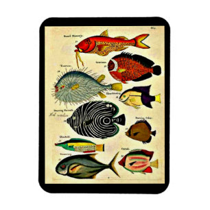 antique fish print magnet