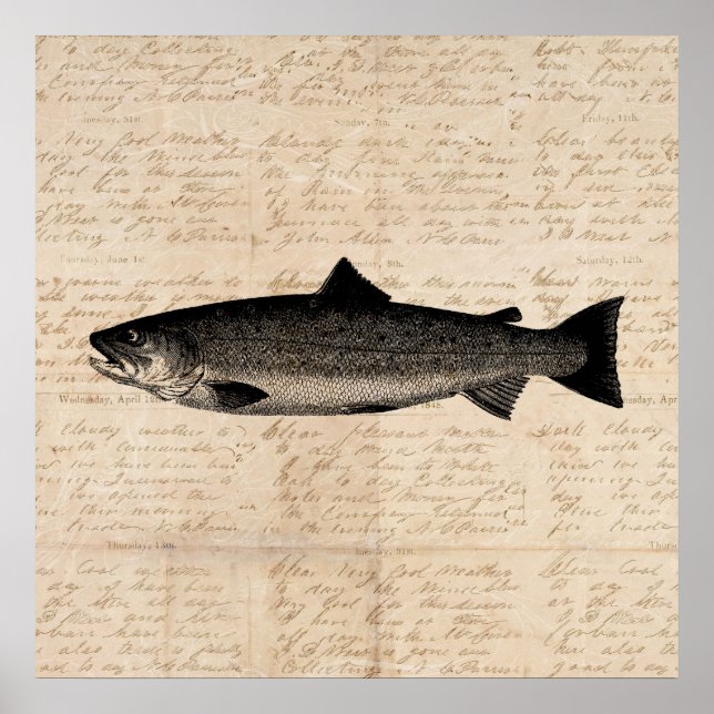 Antique Fishing Art Trout Fish Illustration Script Poster (Front)